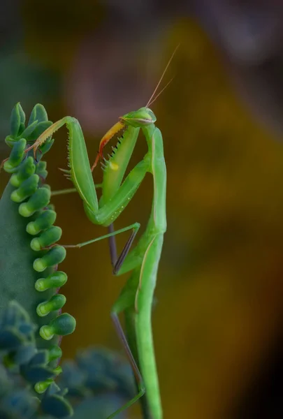 Κοντινό Πλάνο Του Ζεύγους Beautiful European Mantis Mantis Religiosa — Φωτογραφία Αρχείου