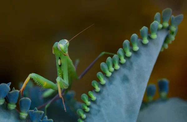 Закрыть Пару Европейских Мантиев Mantis Religious — стоковое фото