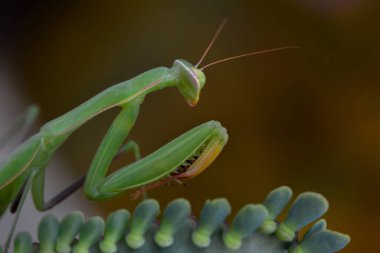 Bir çift güzel Avrupa peygamberdevesi (Mantis religiosa )