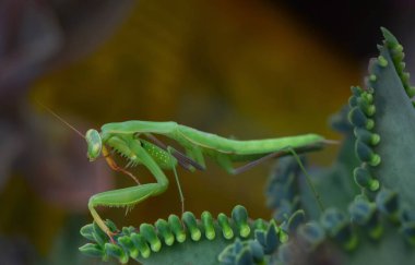 Bir çift güzel Avrupa peygamberdevesi (Mantis religiosa )