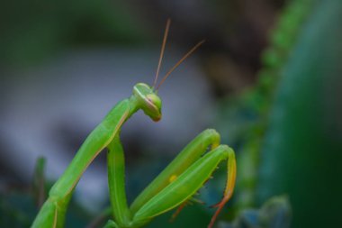 Bir çift güzel Avrupa peygamberdevesi (Mantis religiosa )