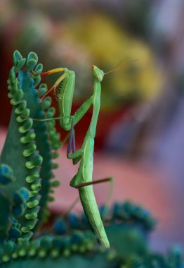 Bir çift güzel Avrupa peygamberdevesi (Mantis religiosa )
