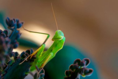 Bir çift güzel Avrupa peygamberdevesi (Mantis religiosa )