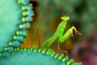 Bir çift güzel Avrupa peygamberdevesi (Mantis religiosa )