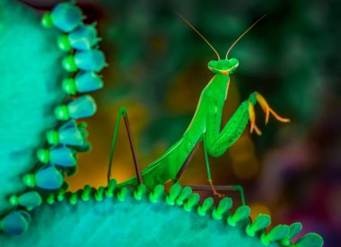 Bir çift güzel Avrupa peygamberdevesi (Mantis religiosa )