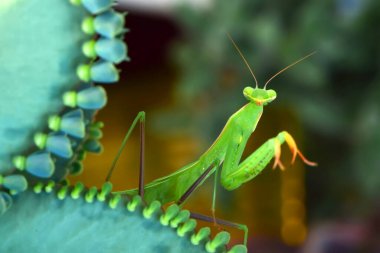 Bir çift güzel Avrupa peygamberdevesi (Mantis religiosa )