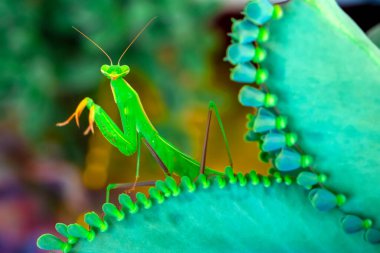 Bir çift güzel Avrupa peygamberdevesi (Mantis religiosa )
