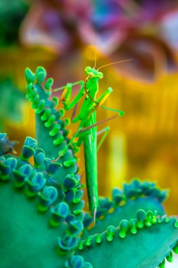 Bir çift güzel Avrupa peygamberdevesi (Mantis religiosa )