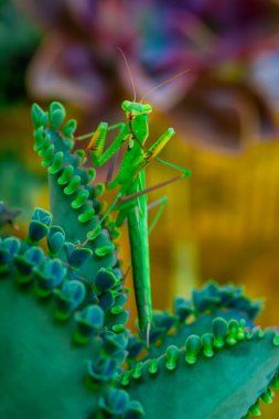 Bir çift güzel Avrupa peygamberdevesi (Mantis religiosa )