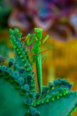 Bir çift güzel Avrupa peygamberdevesi (Mantis religiosa )