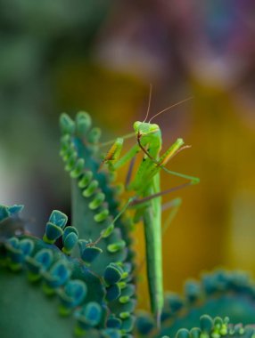 Bir çift güzel Avrupa peygamberdevesi (Mantis religiosa )