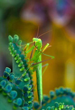Bir çift güzel Avrupa peygamberdevesi (Mantis religiosa )