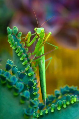 Bir çift güzel Avrupa peygamberdevesi (Mantis religiosa )
