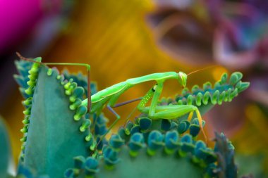 Bir çift güzel Avrupa peygamberdevesi (Mantis religiosa )