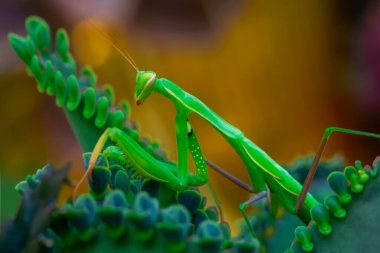 Bir çift güzel Avrupa peygamberdevesi (Mantis religiosa )