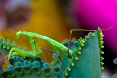 Bir çift güzel Avrupa peygamberdevesi (Mantis religiosa )