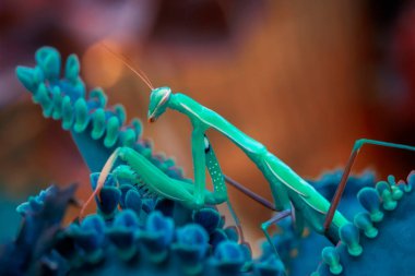 Bir çift güzel Avrupa peygamberdevesi (Mantis religiosa )