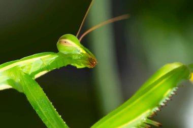 Bir çift güzel Avrupa peygamberdevesi (Mantis religiosa )