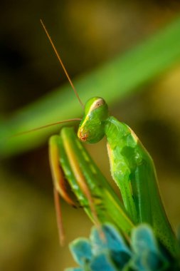Bir çift güzel Avrupa peygamberdevesi (Mantis religiosa )