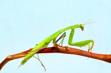 Bir çift güzel Avrupa peygamberdevesi (Mantis religiosa )