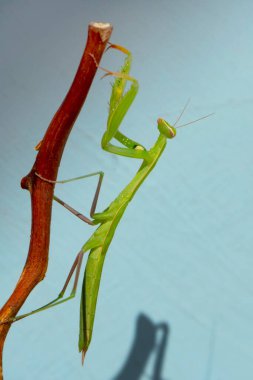Bir çift güzel Avrupa peygamberdevesi (Mantis religiosa )