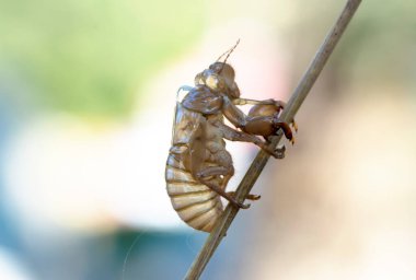 Güzel doğa sahnesi makro ağustos böceği derisi. Göz ve kanat ayrıntıları gösteriliyor. Ağustosböceği arka plan ya da duvar kağıdı olarak kullanılarak vahşi yaşam ortamında ağustos böceği. Ağaca yapıştı.