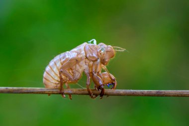 Güzel doğa sahnesi makro ağustos böceği derisi. Göz ve kanat ayrıntıları gösteriliyor. Ağustosböceği arka plan ya da duvar kağıdı olarak kullanılarak vahşi yaşam ortamında ağustos böceği. Ağaca yapıştı.