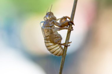Güzel doğa sahnesi makro ağustos böceği derisi. Göz ve kanat ayrıntıları gösteriliyor. Ağustosböceği arka plan ya da duvar kağıdı olarak kullanılarak vahşi yaşam ortamında ağustos böceği. Ağaca yapıştı.
