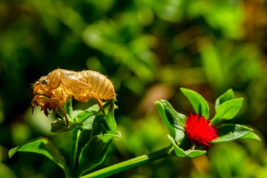 Güzel doğa sahnesi makro ağustos böceği derisi. Göz ve kanat ayrıntıları gösteriliyor. Ağustosböceği arka plan ya da duvar kağıdı olarak kullanılarak vahşi yaşam ortamında ağustos böceği. Ağaca yapıştı.