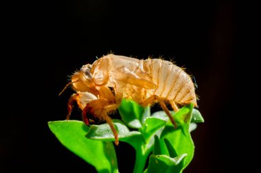 Güzel doğa sahnesi makro ağustos böceği derisi. Göz ve kanat ayrıntıları gösteriliyor. Ağustosböceği arka plan ya da duvar kağıdı olarak kullanılarak vahşi yaşam ortamında ağustos böceği. Ağaca yapıştı.