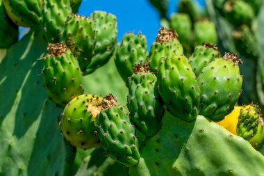 Güzel çiçek açan çöl kaktüsü.