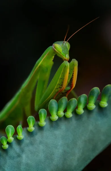 Закрыть Пару Европейских Мантиев Mantis Religious — стоковое фото