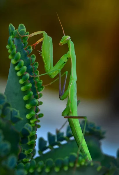 Gros Plan Paire Belle Mante Européenne Mantis Religiosa — Photo