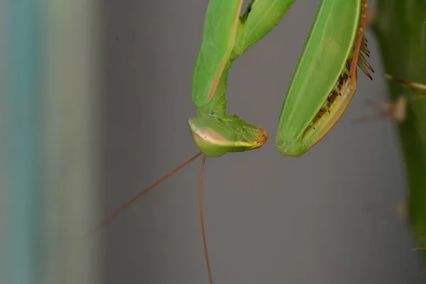 Close Van Paar Mooie Europese Bidsprinkhaan Mantis Religiosa — Stockfoto