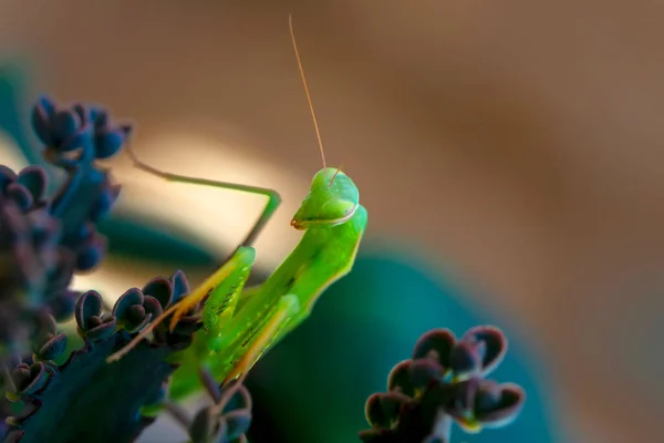 Close Pair Beautiful European Mantis Mantis Religiosa — Stock Photo, Image