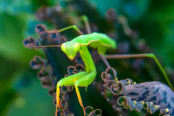 Пара Чудових Європейських Богомолів Mantis Religiosa — стокове фото