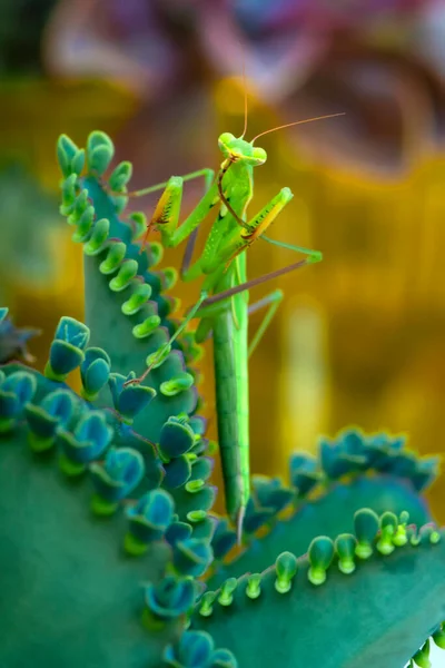 Close up of pair of Beautiful European mantis ( Mantis religiosa )