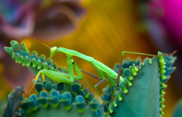 Пара Чудових Європейських Богомолів Mantis Religiosa — стокове фото