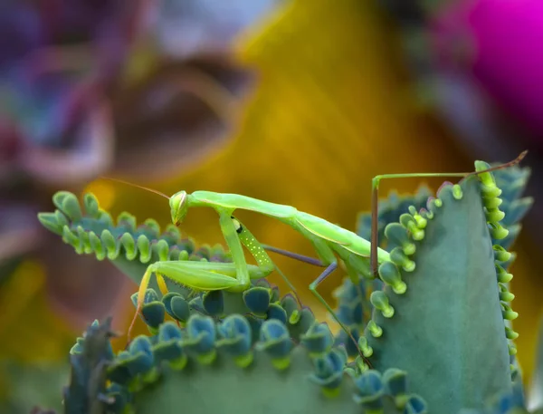 Пара Чудових Європейських Богомолів Mantis Religiosa — стокове фото