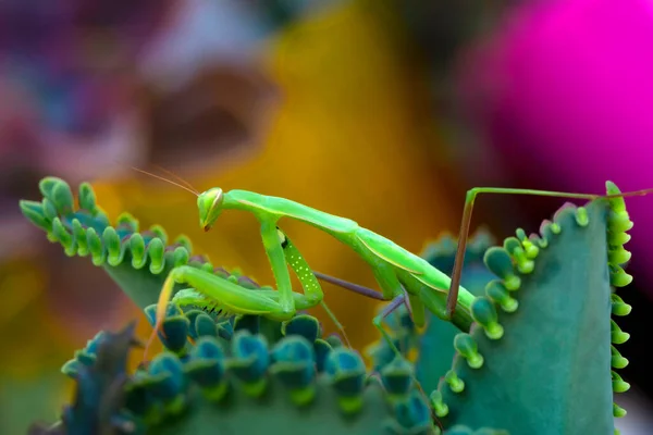 Закрыть Пару Европейских Мантиев Mantis Religious — стоковое фото