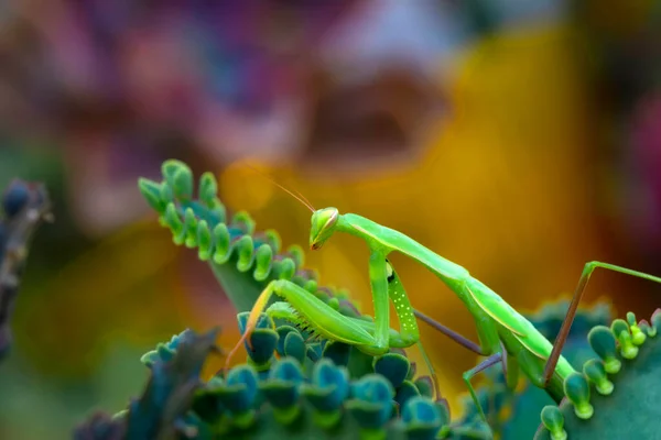 Пара Чудових Європейських Богомолів Mantis Religiosa — стокове фото