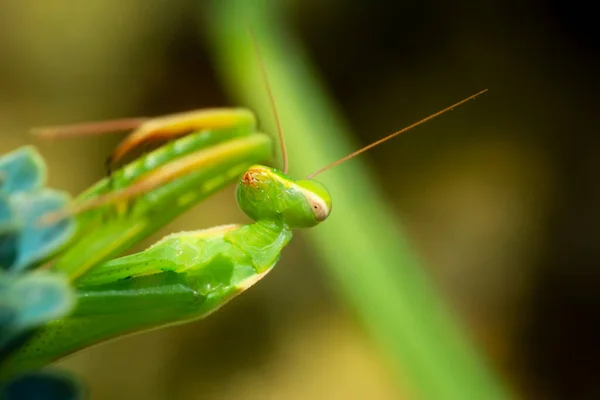 Gros Plan Paire Belle Mante Européenne Mantis Religiosa — Photo