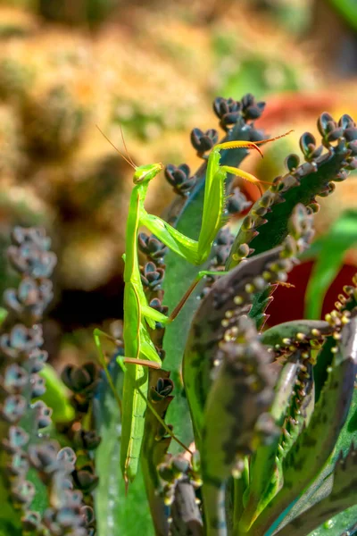 Пара Чудових Європейських Богомолів Mantis Religiosa — стокове фото