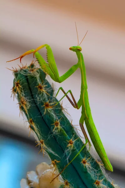 Close Par Belo Mantis Europeu Mantis Religiosa — Fotografia de Stock