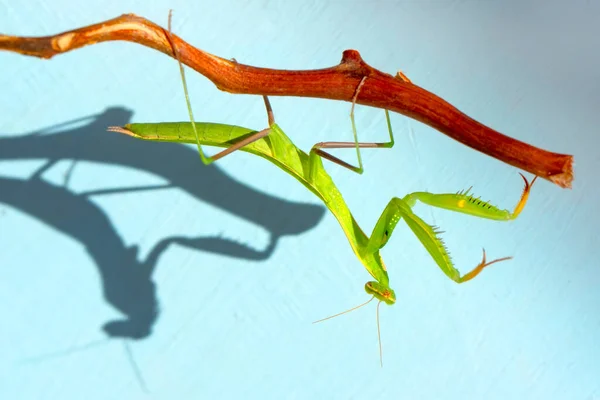 Close Par Belo Mantis Europeu Mantis Religiosa — Fotografia de Stock