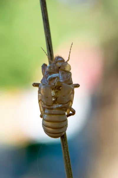 Beautiful Nature Scene Macro Cicada Molting Showing Eyes Wing Detail — Stock Photo, Image