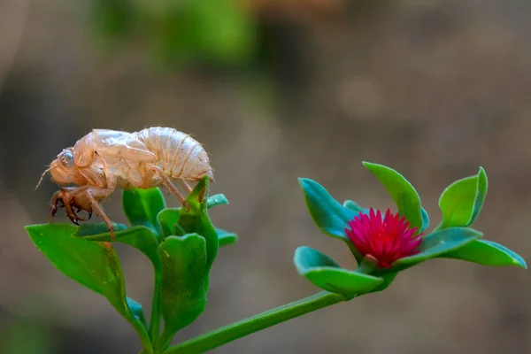 Hermosa Escena Naturaleza Macro Cicada Muda Mostrando Ojos Detalles Del —  Fotos de Stock