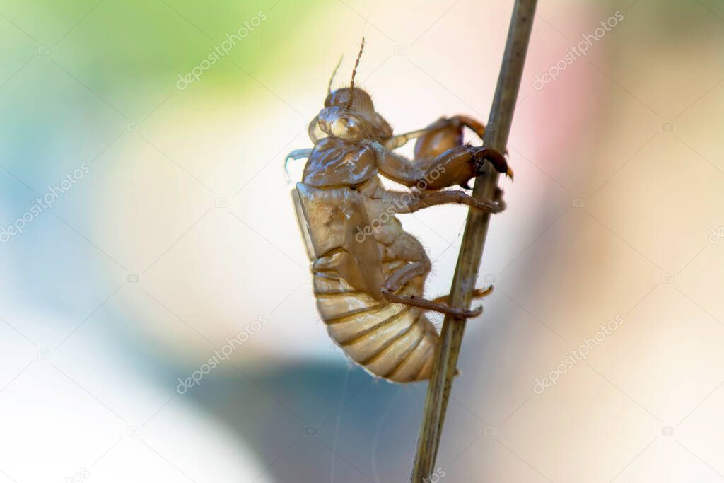 Beautiful nature scene macro cicada molting. Showing of eyes and wing detail.Cicada in the wildlife nature habitat using as background or wallpaper.Cicada insect stick on tree