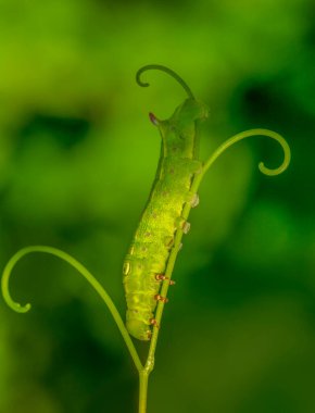 Makro çekimler, güzel doğa sahneleri. Yaklaş güzel kelebek tırtılı  