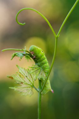 Makro çekimler, güzel doğa sahneleri. Yaklaş güzel kelebek tırtılı  